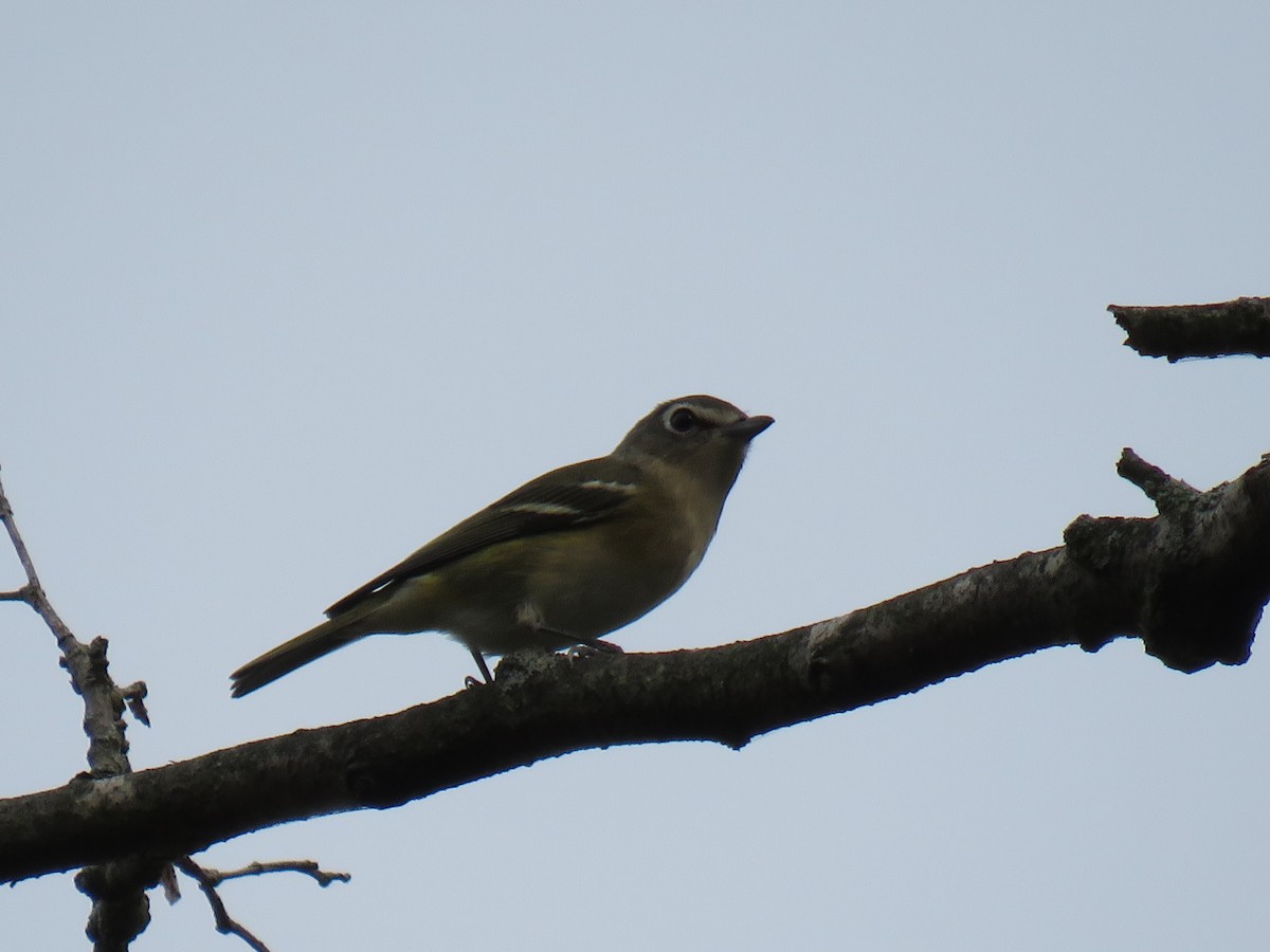 Blue-headed Vireo - ML484349121