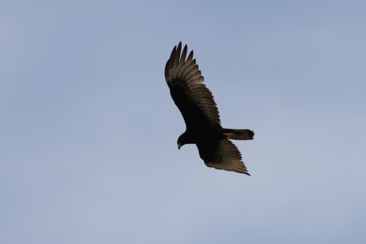 Zone-tailed Hawk - John van Dort
