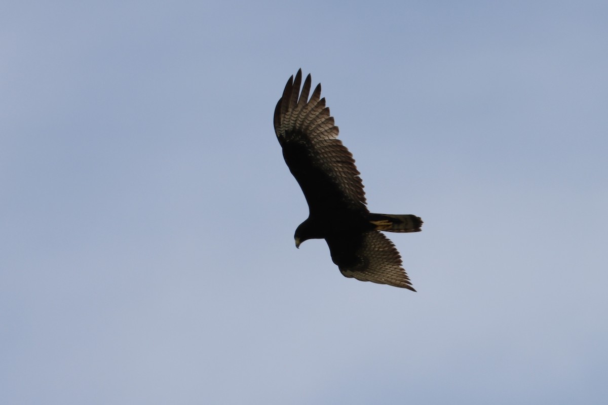 Zone-tailed Hawk - ML484350791