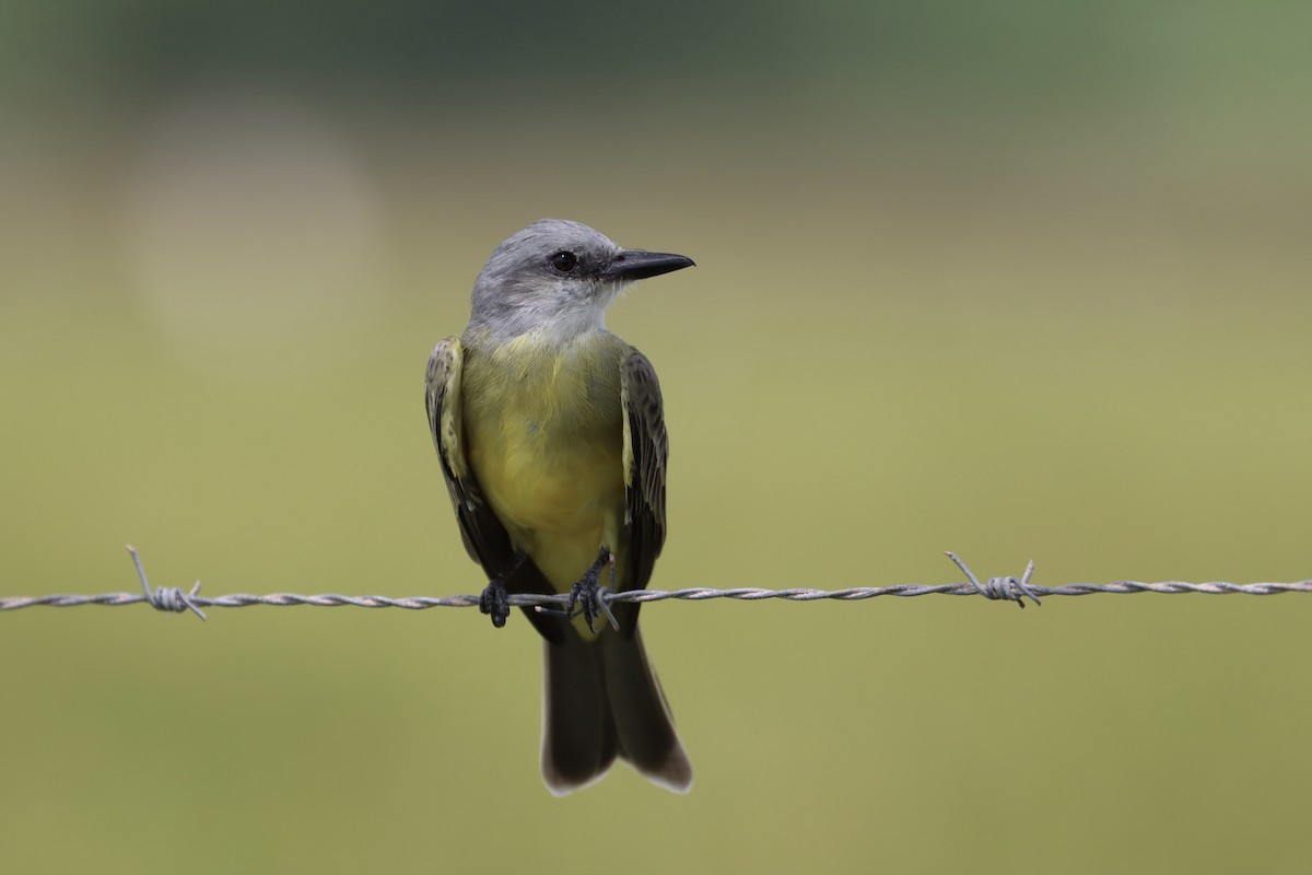 Tropical Kingbird - ML484351751