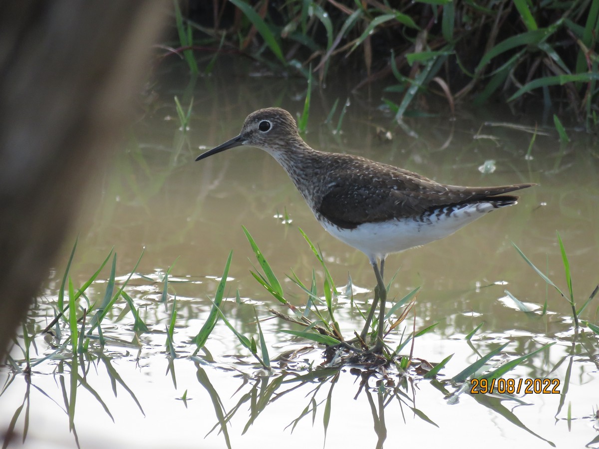 Solitary Sandpiper - ML484352461