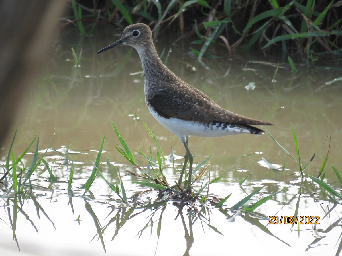 Solitary Sandpiper - ML484352591