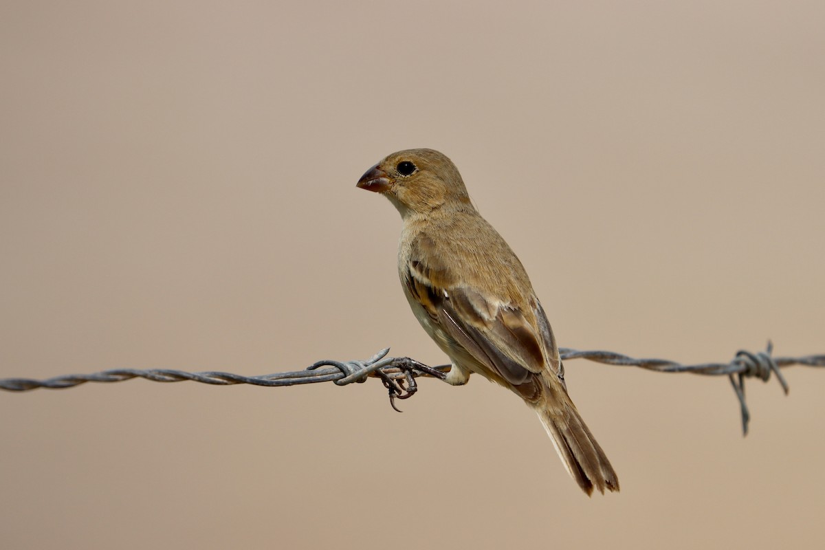 Ruddy-breasted Seedeater - John van Dort