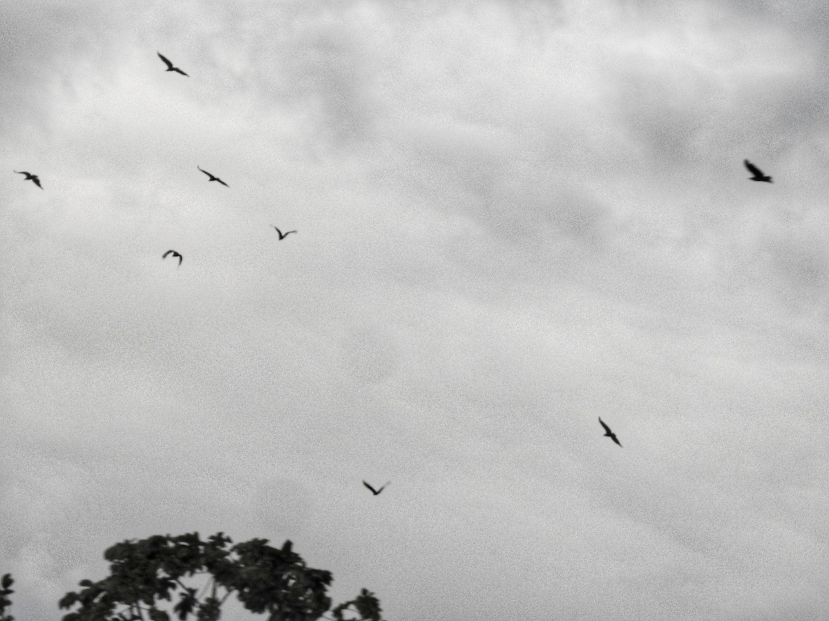 Black Vulture - ML484353541