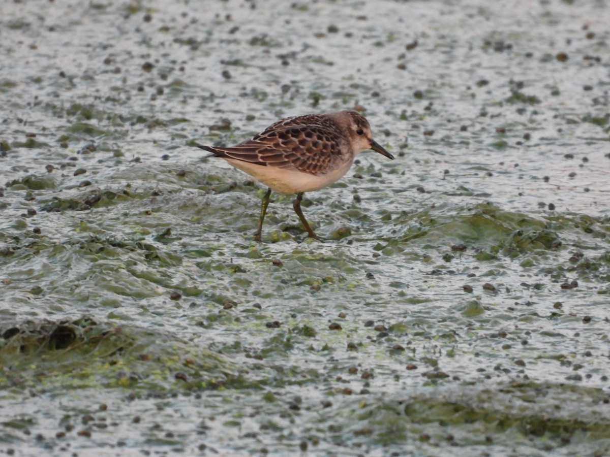 Semipalmated Sandpiper - ML484353741