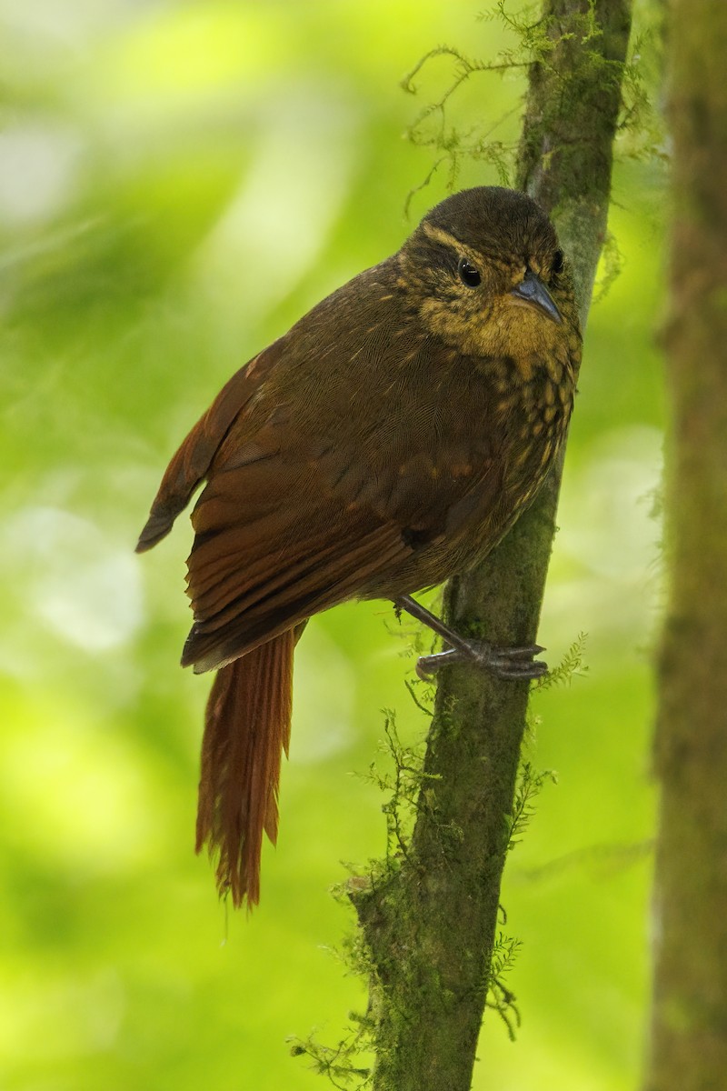 Rusty-winged Barbtail - ML484353771