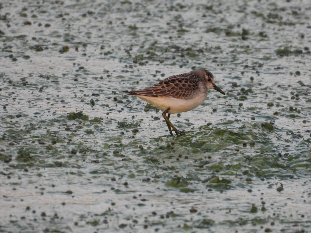 Semipalmated Sandpiper - ML484353781