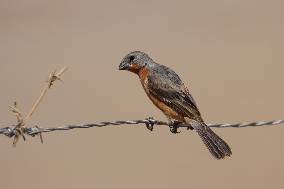 Ruddy-breasted Seedeater - John van Dort