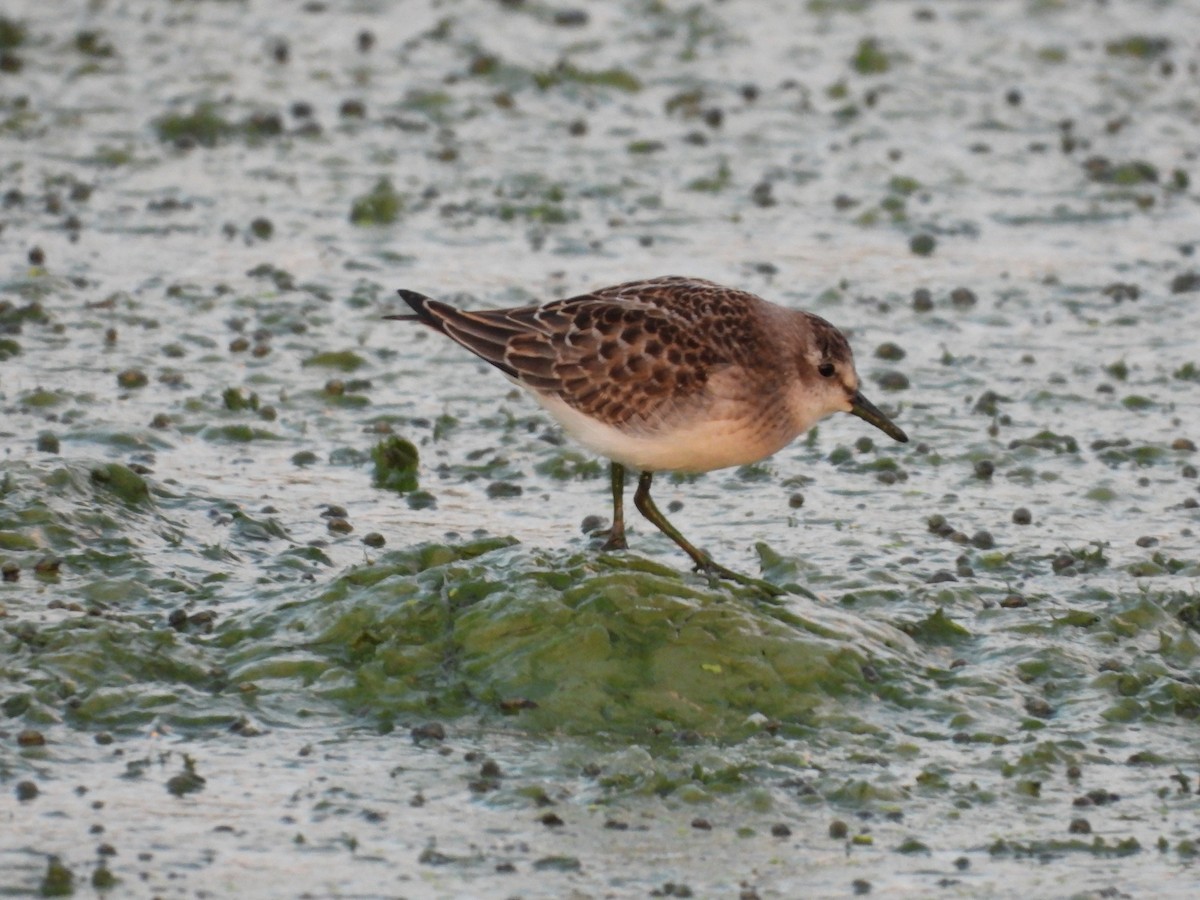 Semipalmated Sandpiper - ML484353841