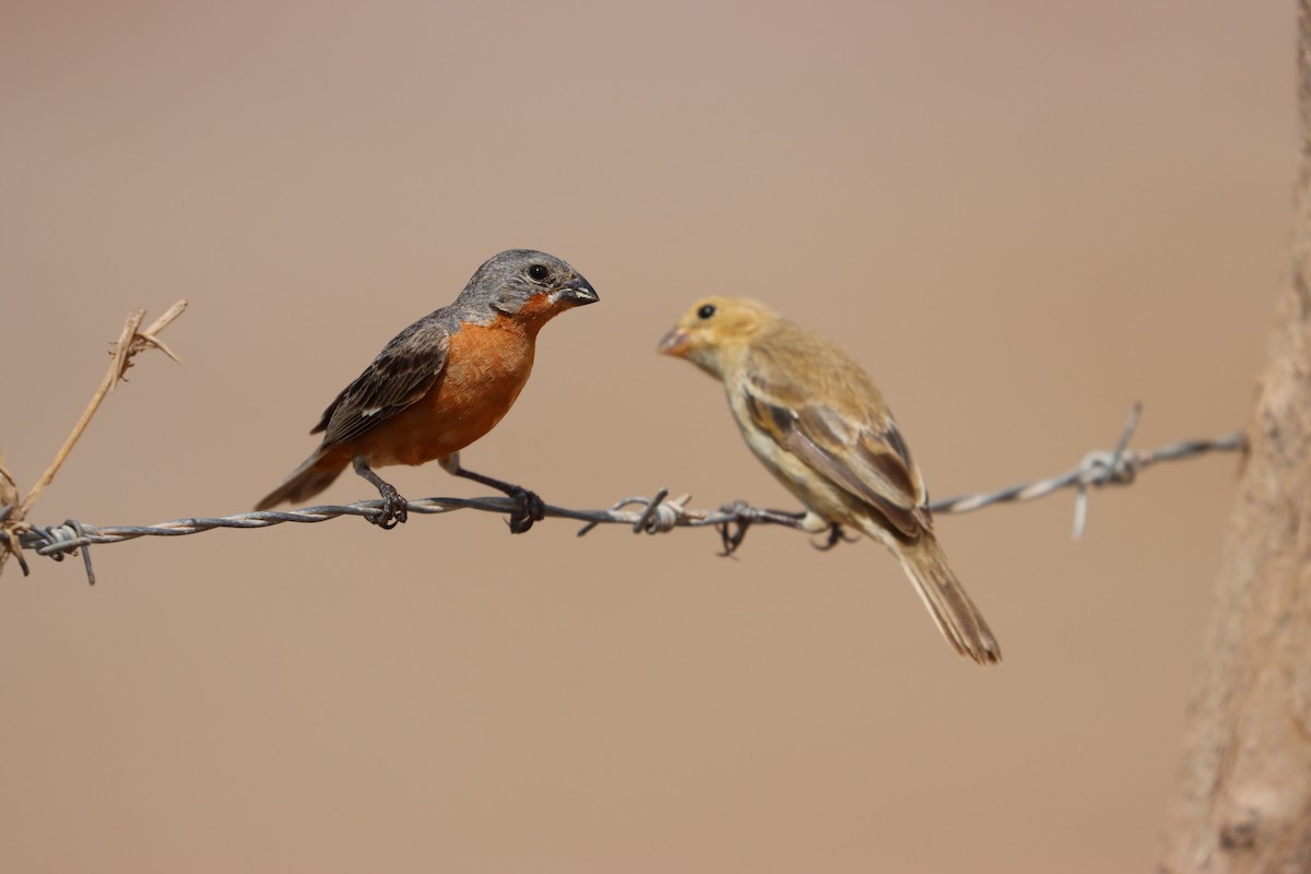 Ruddy-breasted Seedeater - John van Dort