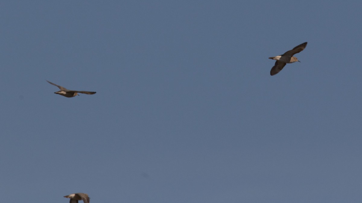 Buff-breasted Sandpiper - ML484354431