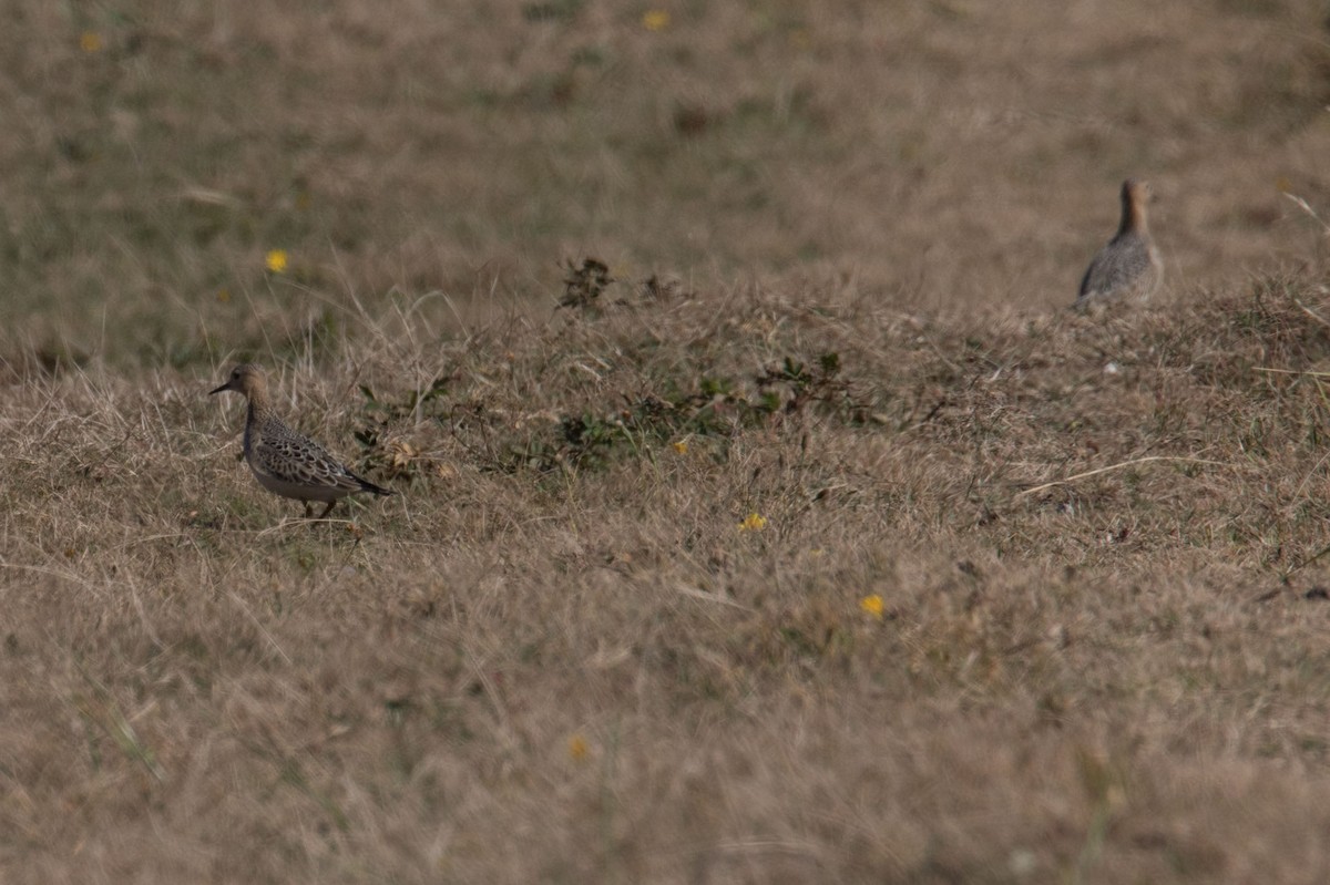 Buff-breasted Sandpiper - ML484354441