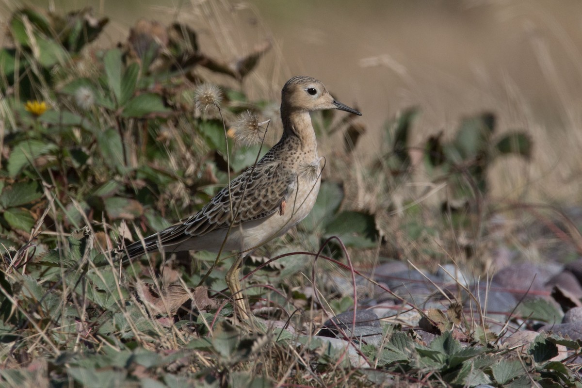 Buff-breasted Sandpiper - ML484354451