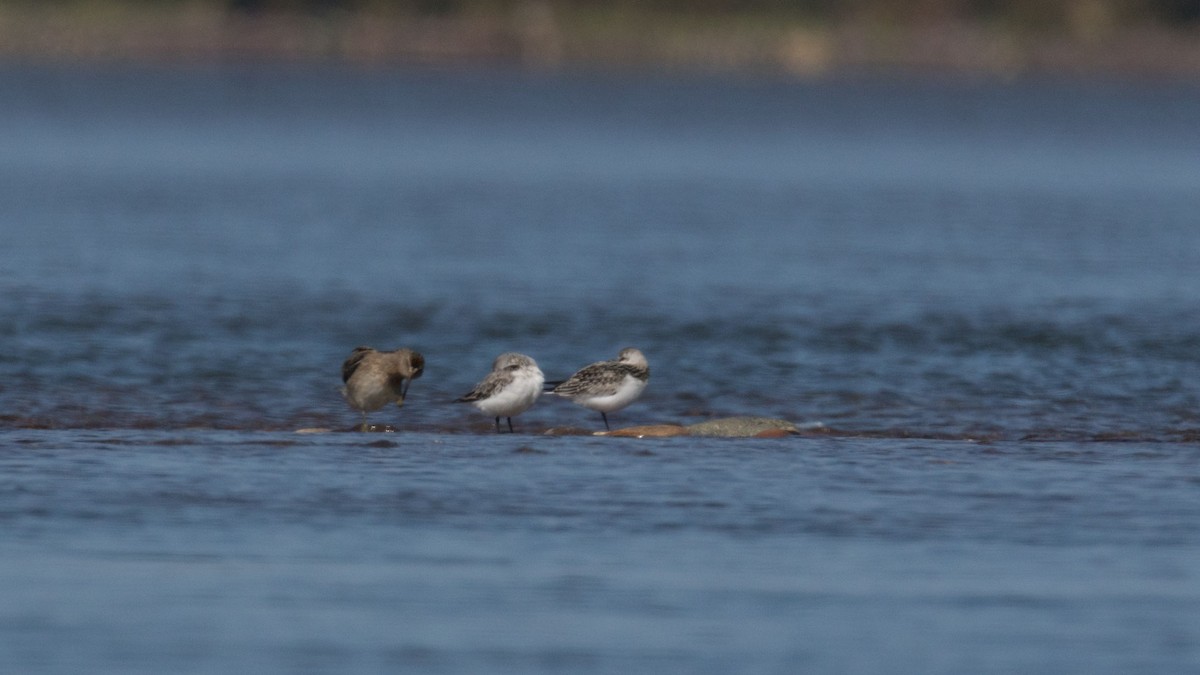 Sanderling - ML484354521