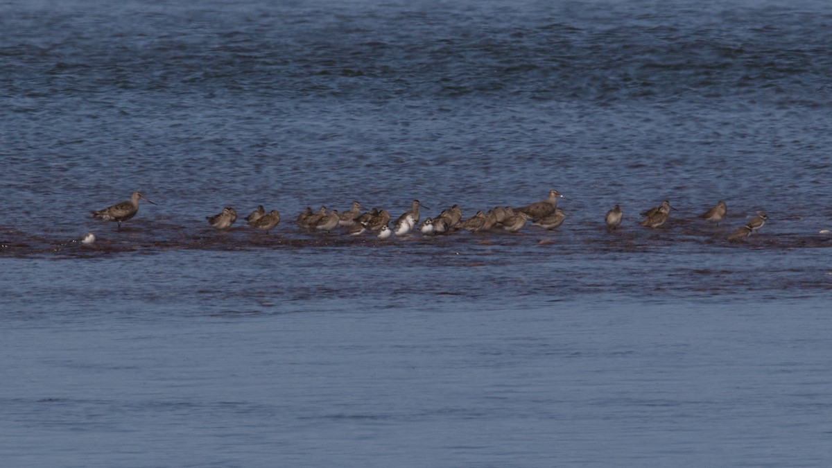 Hudsonian Godwit - ML484354611