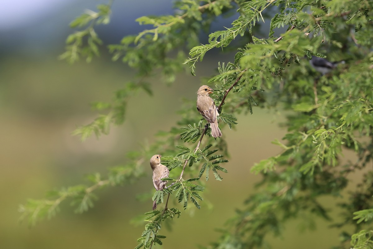 Ruddy-breasted Seedeater - John van Dort