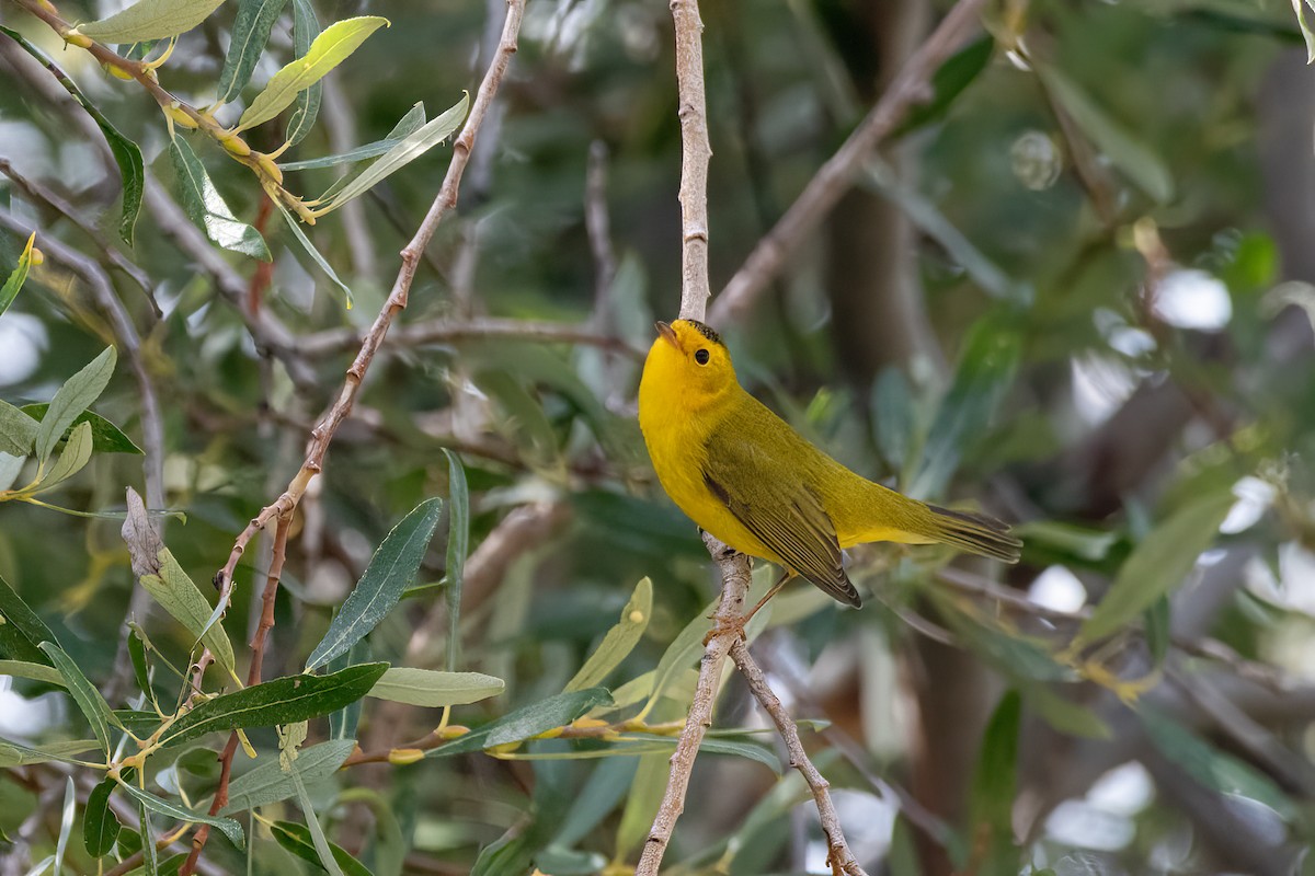 Wilson's Warbler - ML484356191