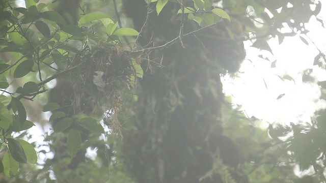 Black-and-yellow Broadbill - ML484357