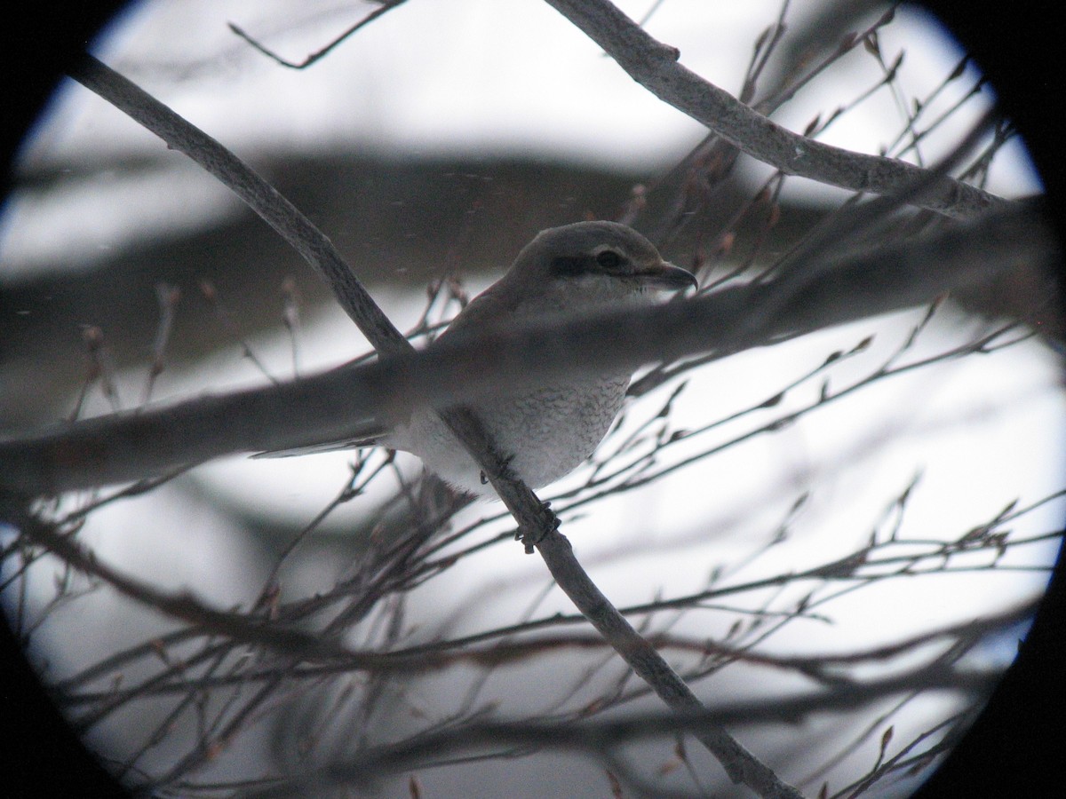 Northern Shrike - ML484357121