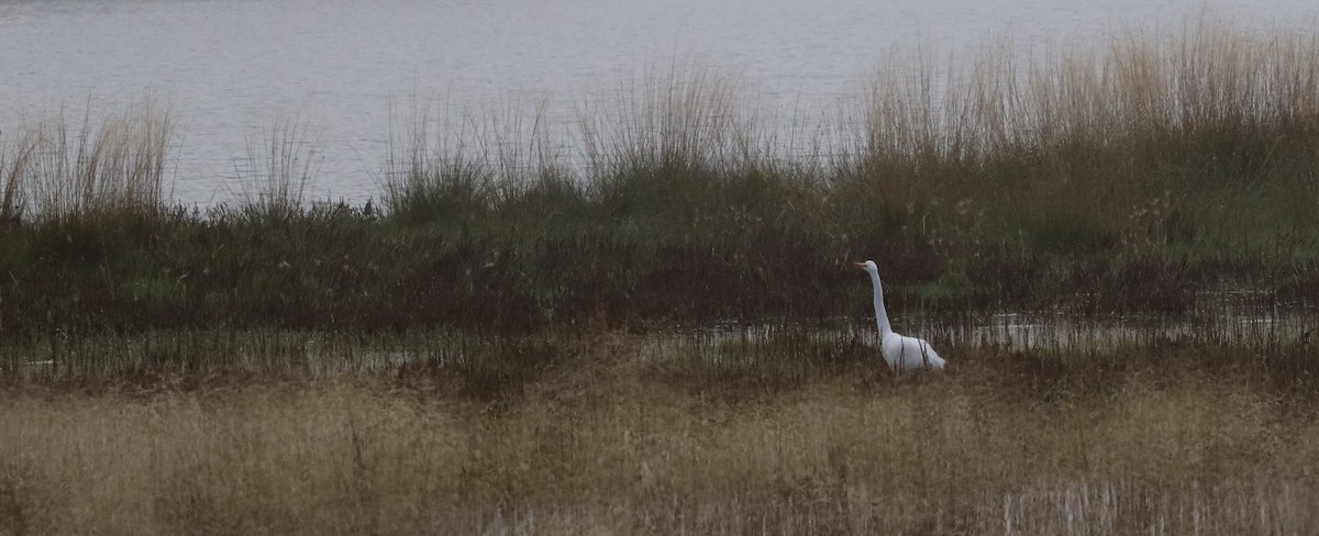 Great Egret - Greg Marsh