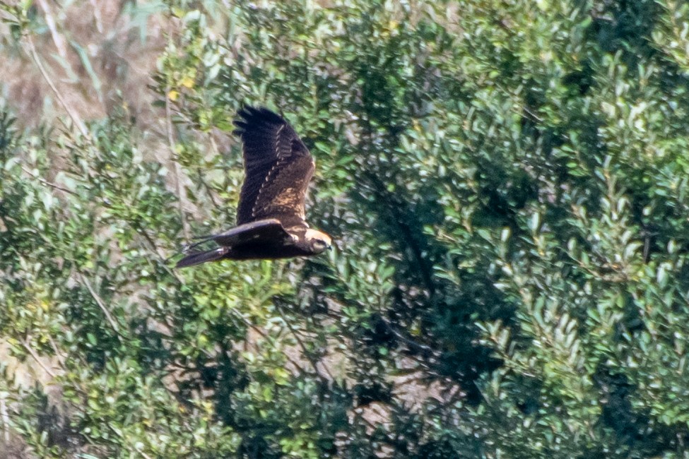 זרון סוף - ML484357611