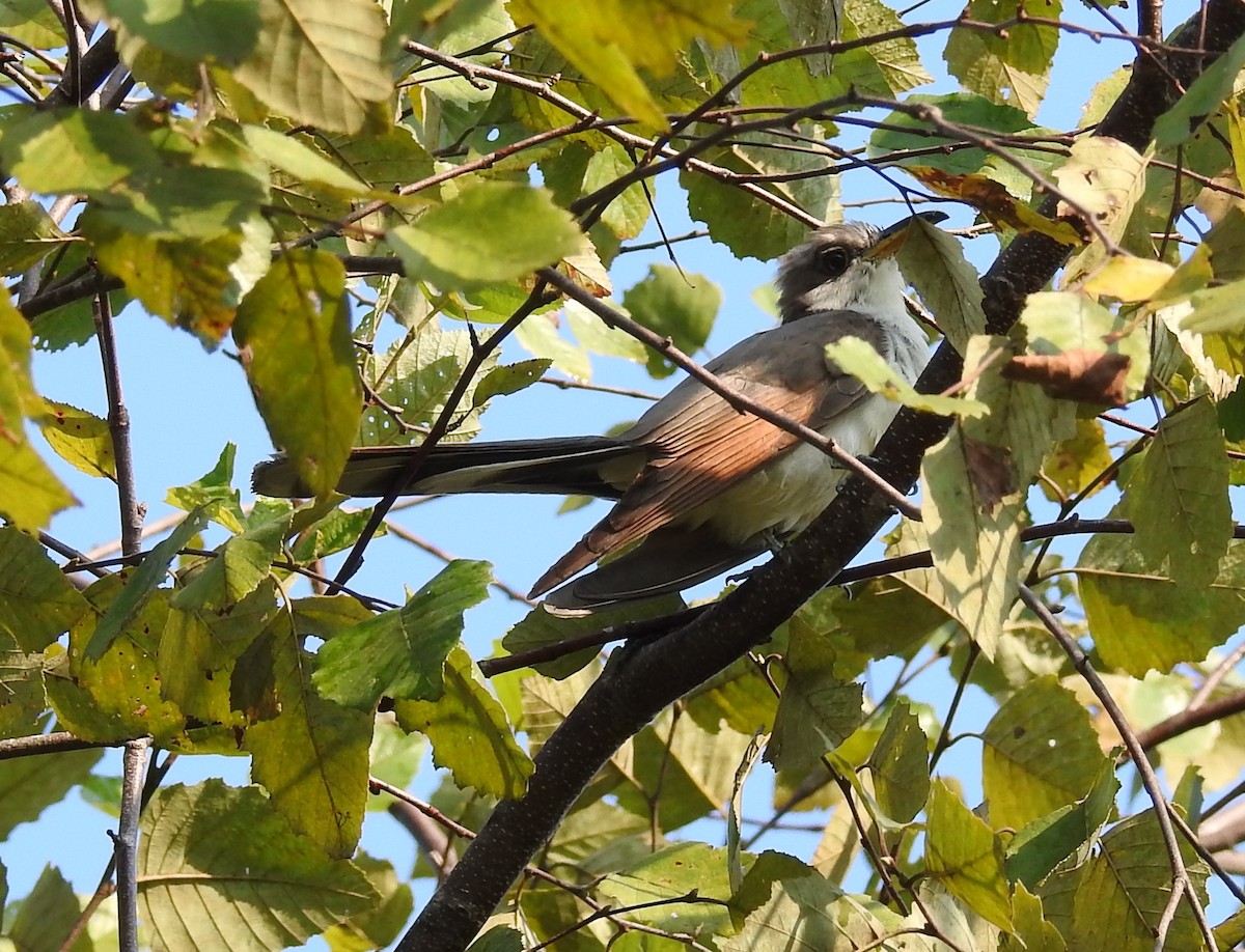 Yellow-billed Cuckoo - ML484358111