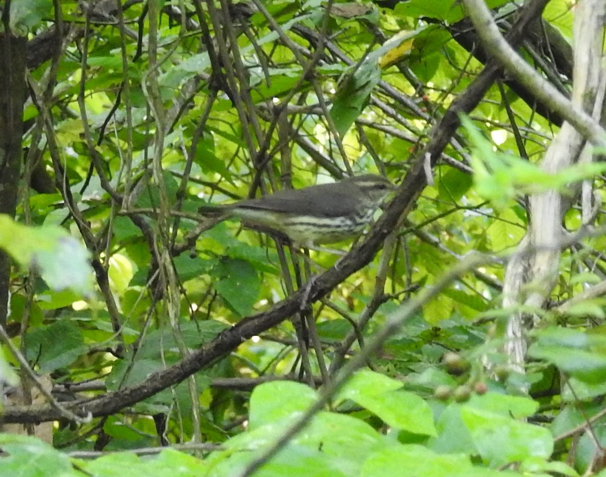 Northern Waterthrush - ML484358451