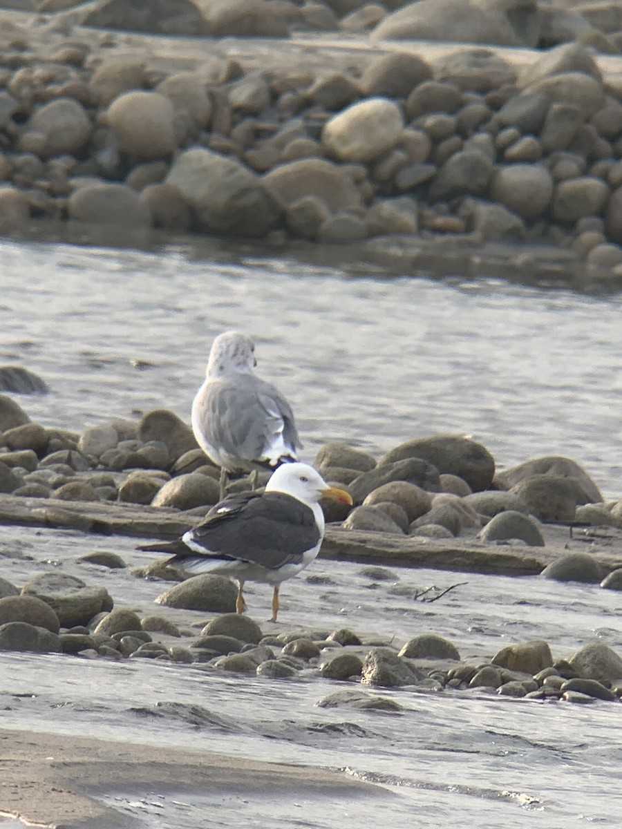 Lesser Black-backed Gull - ML484359121