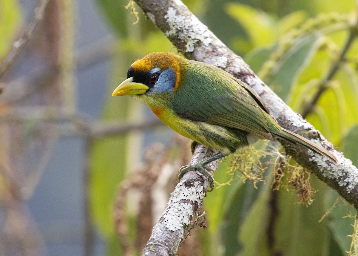 Toucan Barbet - ML484359921