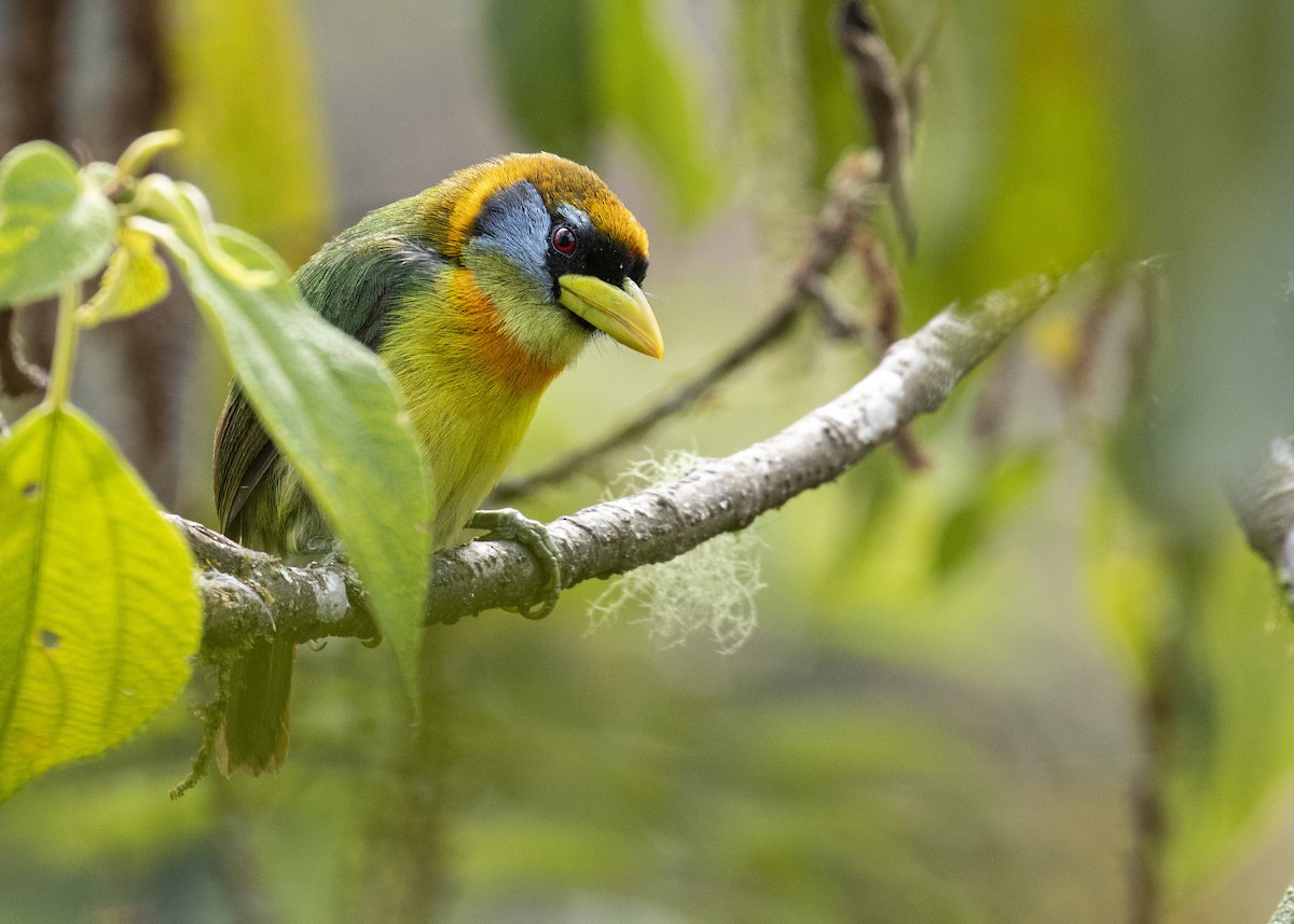 Toucan Barbet - ML484359931