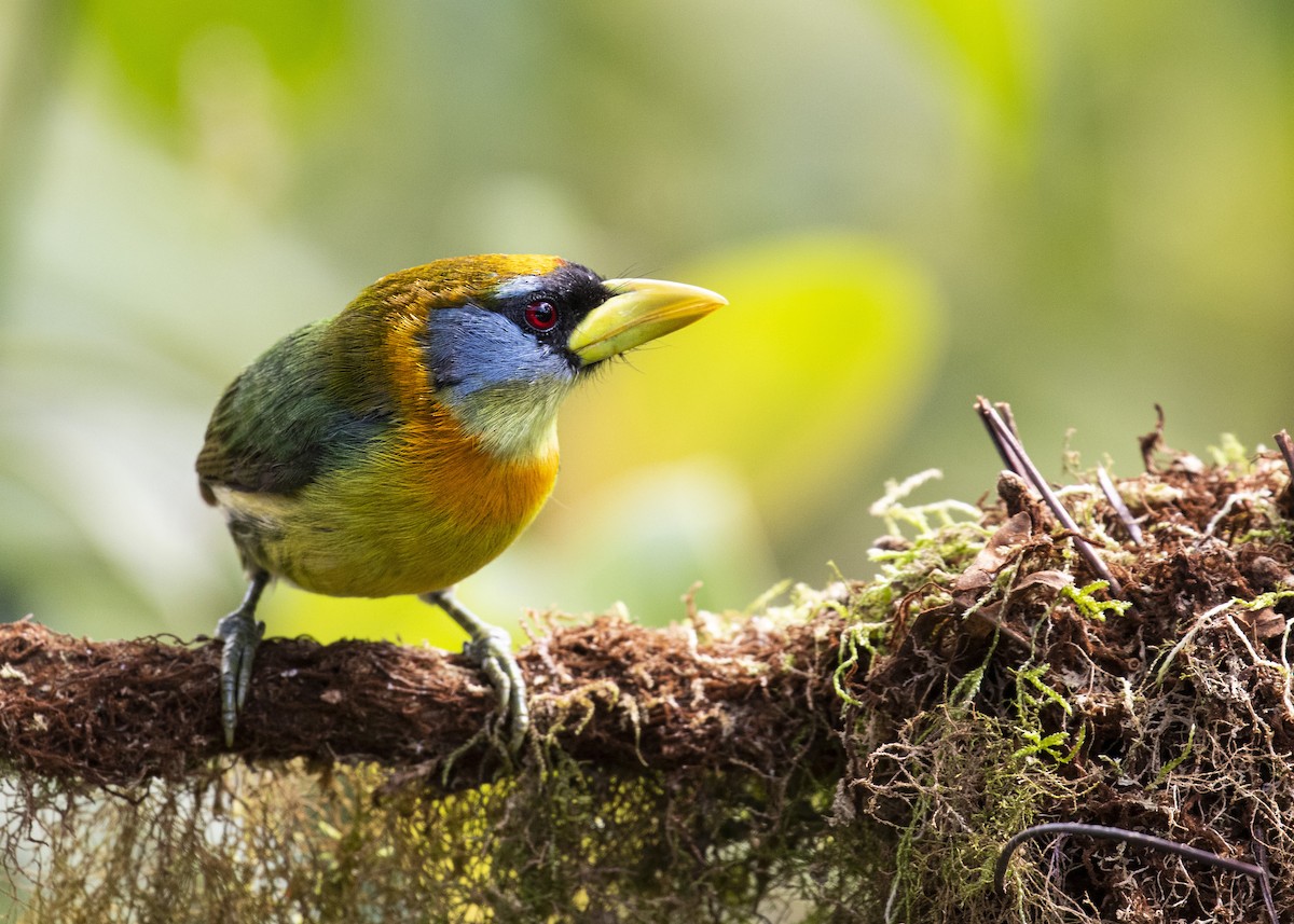 Toucan Barbet - ML484359941