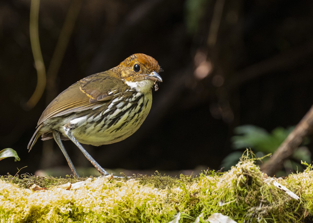 Chestnut-crowned Antpitta - ML484360081