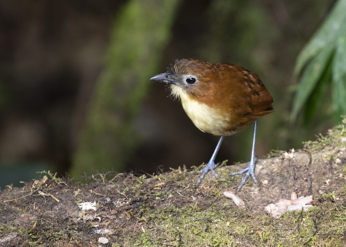 Yellow-breasted Antpitta - ML484360091