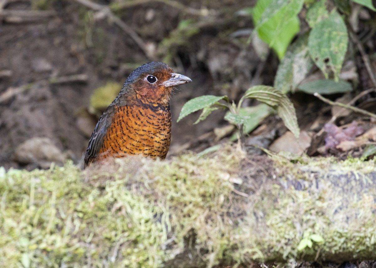 Giant Antpitta - ML484360131