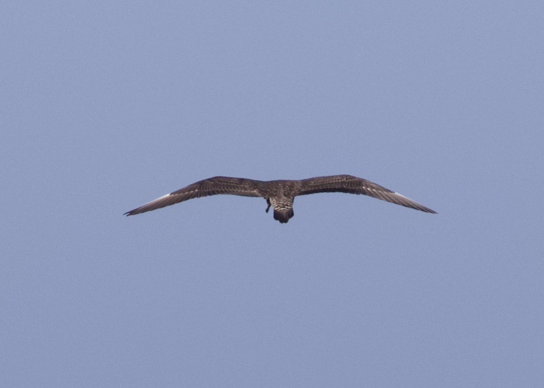 Long-tailed Jaeger - ML484360171