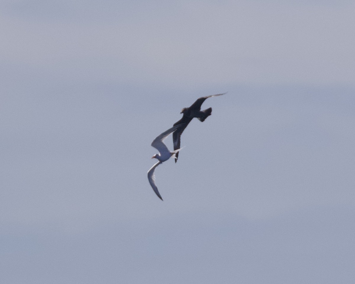 Long-tailed Jaeger - Nicole Desnoyers