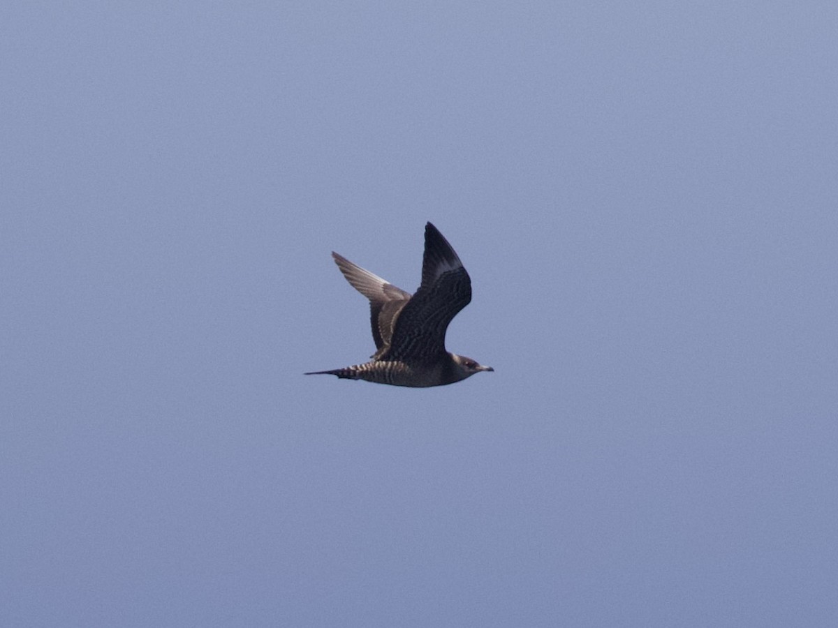 Long-tailed Jaeger - ML484360221