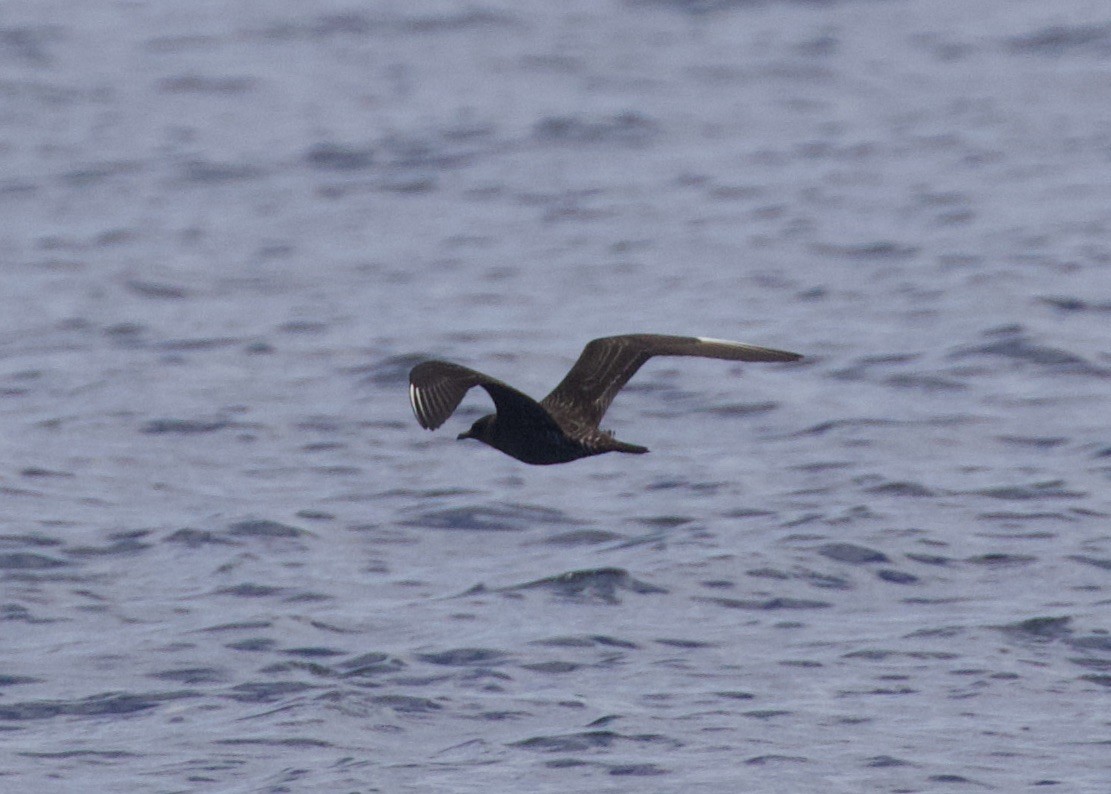 Long-tailed Jaeger - ML484360541