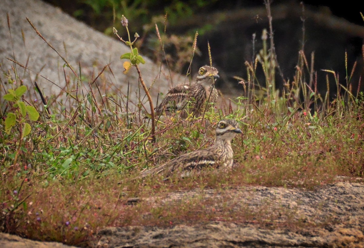 Indian Thick-knee - ML484360681