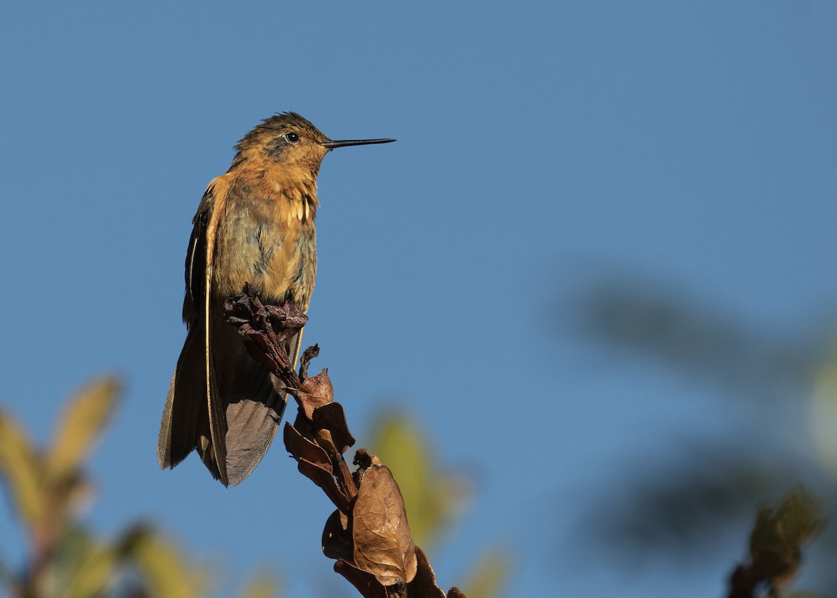 Shining Sunbeam - ML484360961