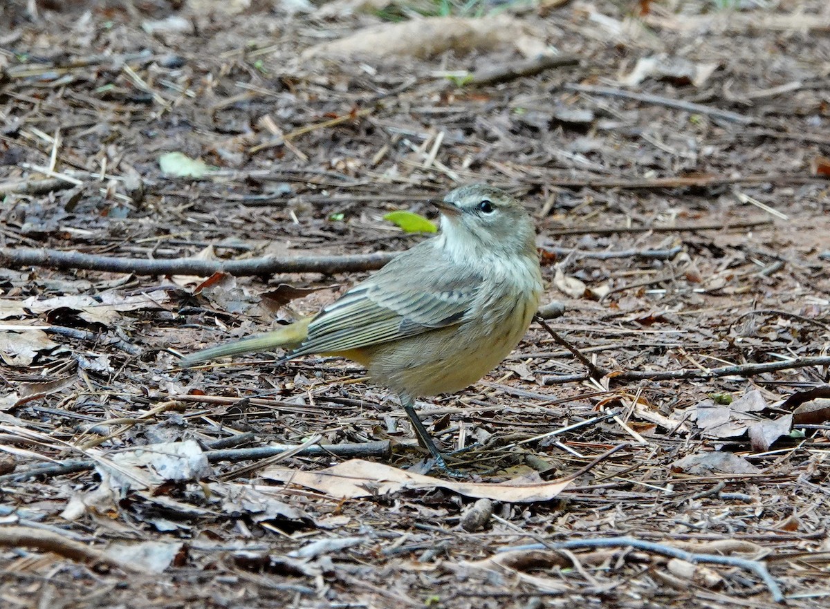 Palm Warbler - ML484361381
