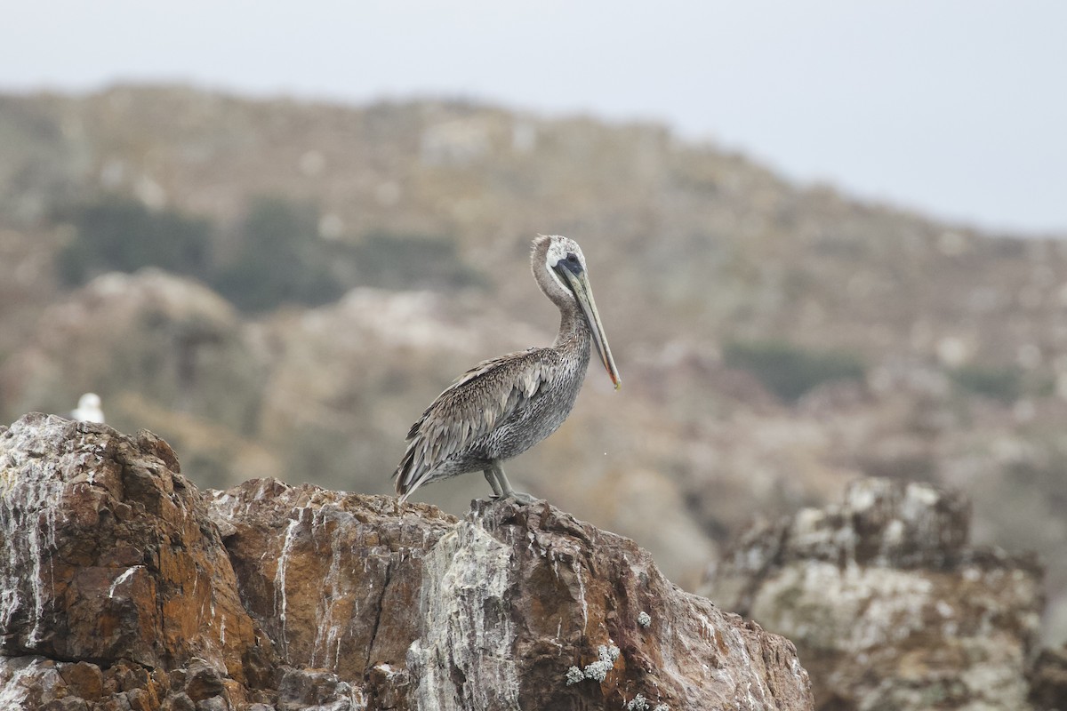 Brown Pelican - ML484361711