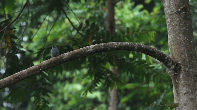 Ashy Drongo - ML484363