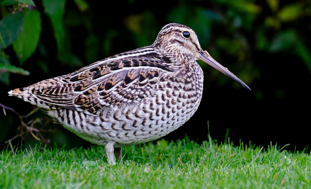 Great Snipe - Matti Rekilä