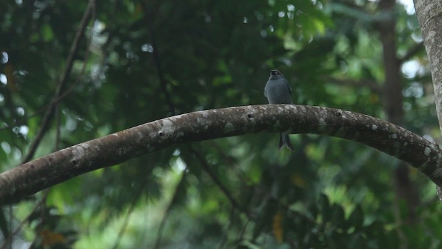 Ashy Drongo - ML484365