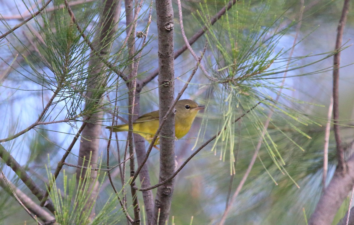 Mourning Warbler - Anuar López