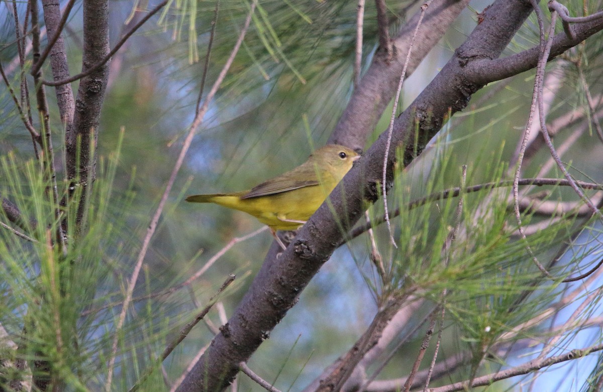 Mourning Warbler - ML484365921