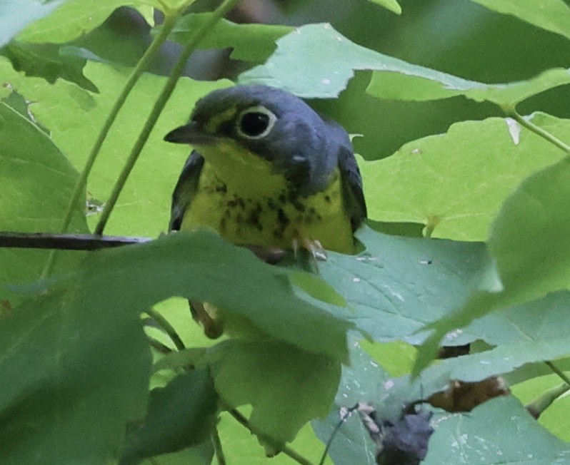 Canada Warbler - ML484365941