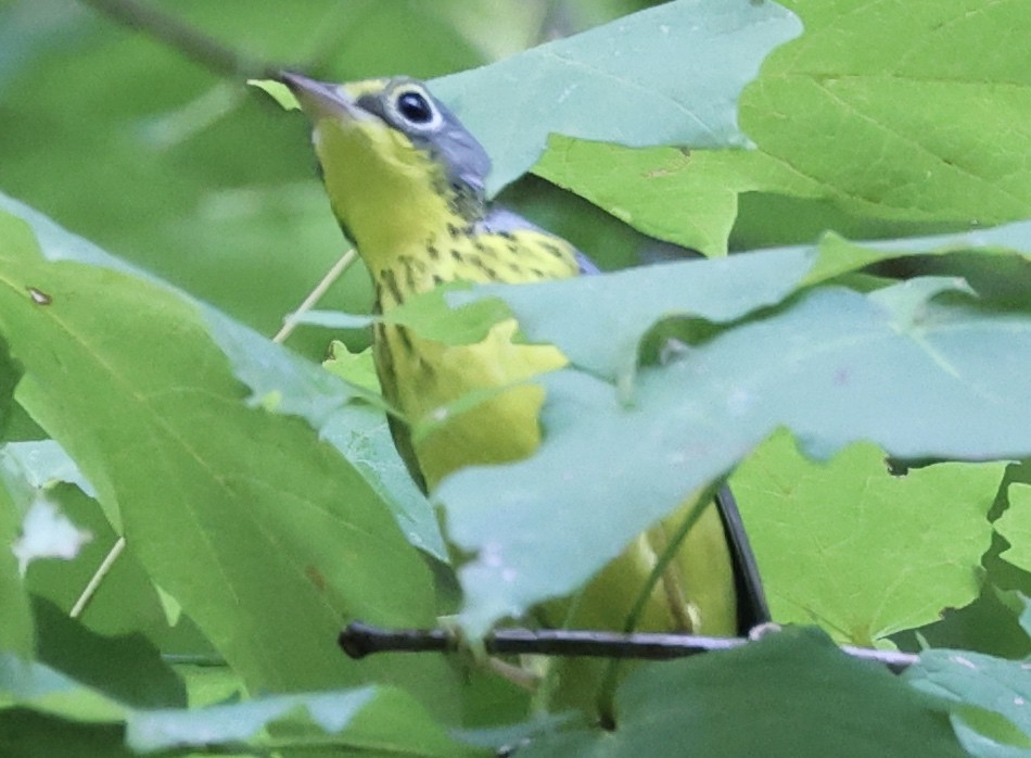 Canada Warbler - ML484365951