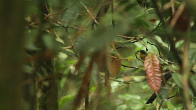 Rufous-chested Flycatcher - ML484366